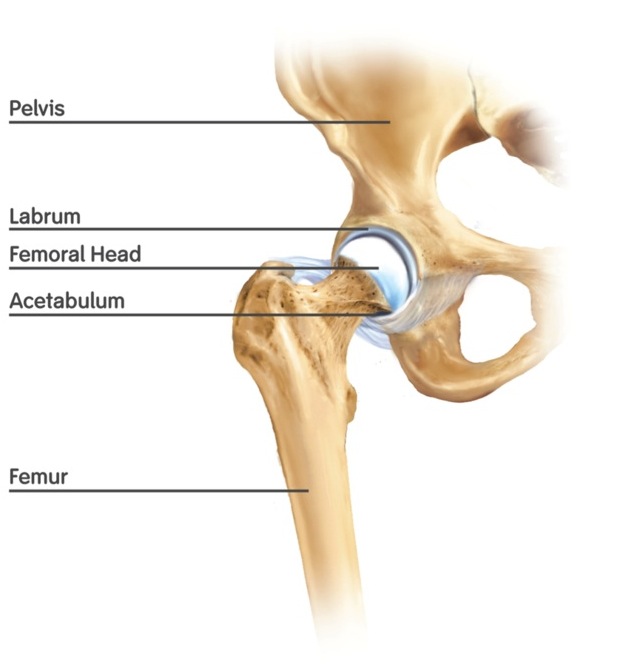 total-hip-replacement-surgeon-in-faridabad